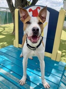 Pit Bull Terrier Dogs Available for Adoption in Austin, Texas - Memphis | PetCurious