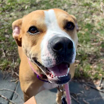 Rescue Pit Bull Terrier Dogs for Adoption in Des Moines, Iowa - Stella | PetCurious