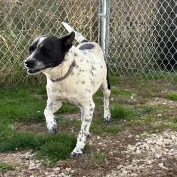 Bonnie *Available Soon* -  Terrier and Mixed Breed Dog for Adoption in Dover, New Hampshire - Bonnie *Available Soon* | PetCurious