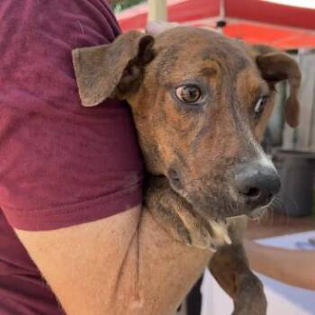 Neena -  Mountain Cur and Plott Hound Dog for Adoption in Austin, Texas - Neena | PetCurious