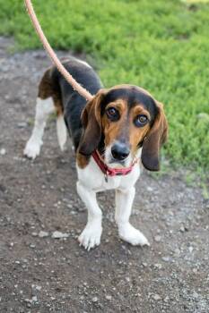 Goop -  Basset Hound and Beagle Dog for Adoption in Frankfort, New York - Goop | PetCurious