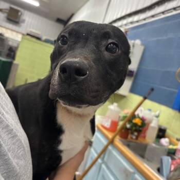 Kelly -  Mixed Breed Dog Available for Adoption in Corbin, Kentucky - Kelly | PetCurious