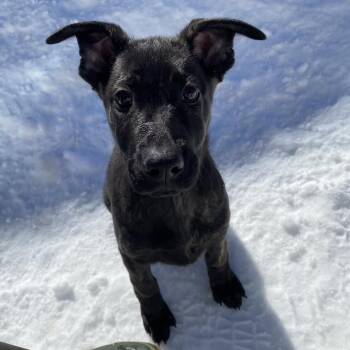 Mixed Breed Dogs Available for Adoption - Tulip | PetCurious