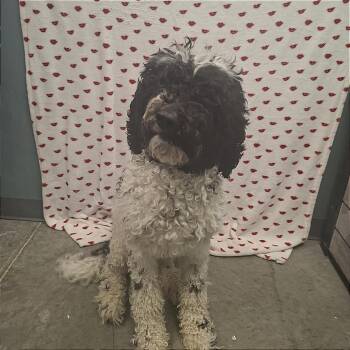 Poodle Dogs Available for Adoption - Mochi | PetCurious