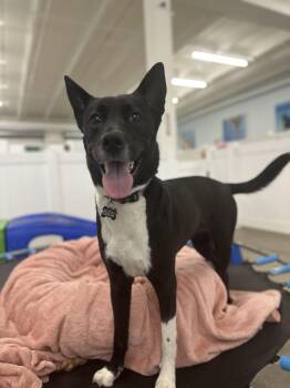 Australian Kelpie Dogs Available for Adoption - Mandie | PetCurious