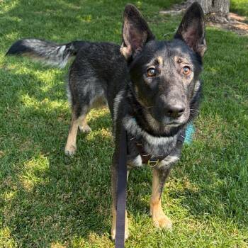 945 (2026) Whiskey Joe -  German Shepherd Dog Dog for Adoption in Parker, Colorado - 945 (2026) Whiskey Joe | PetCurious