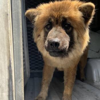 Chowlina -  Chow Chow and Mixed Breed Dog for Adoption in Edinburg, Texas - Chowlina | PetCurious