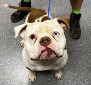 Dozer -  English Bulldog Dog for Adoption in Jamestown, California - Dozer | PetCurious