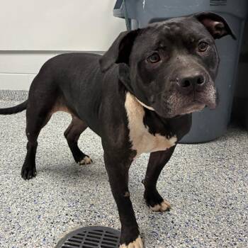 Chalupa -  Mixed Breed Dog for Adoption in Greenville, South Carolina - Chalupa | PetCurious