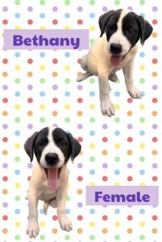 Bethany -  Labrador Retriever Dog for Adoption in Manchester, Connecticut - Bethany | PetCurious