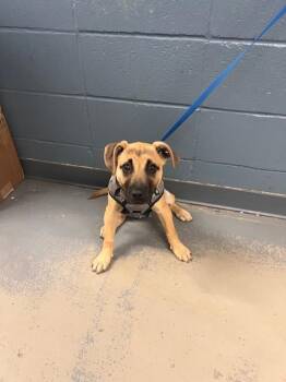 German Shepherd Dog and Mixed Breed Dogs Available for Adoption - MACKEREL | PetCurious