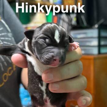 Hinkypunk -  Mixed Breed Dog for Adoption in Spring Hill, Kansas - Hinkypunk | PetCurious