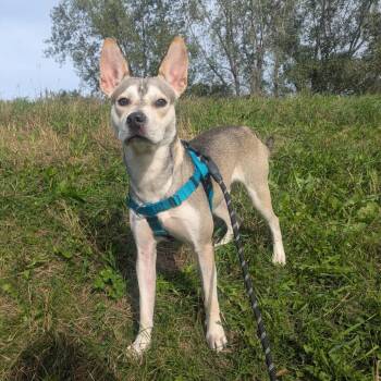 Diego -  Pit Bull Terrier and Mixed Breed Dog for Adoption in Mankato, Minnesota - Diego | PetCurious