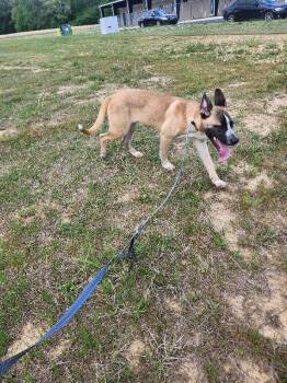 Lobster -  Shepherd and Mixed Breed Dog for Adoption in Jackson, Tennessee - Lobster | PetCurious