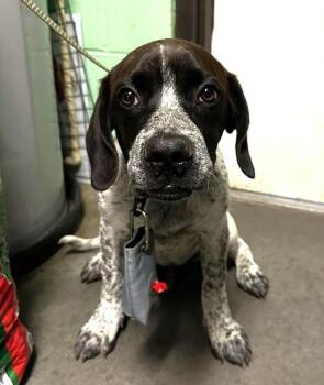 Boone -  German Shorthaired Pointer Dog for Adoption in North Myrtle Beach, South Carolina - Boone | PetCurious