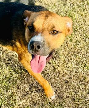 Foxhound Dogs Available for Adoption - Hunter | PetCurious