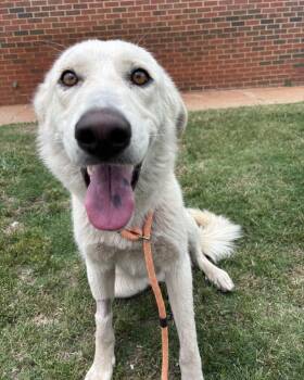 Great Pyrenees and Anatolian Shepherd Dogs Available for Adoption in Stillwater, Oklahoma - Marshmallow | PetCurious
