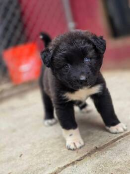 Elaine (Pink) -  Siberian Husky and Pit Bull Terrier Dog for Adoption - Elaine (Pink) | PetCurious