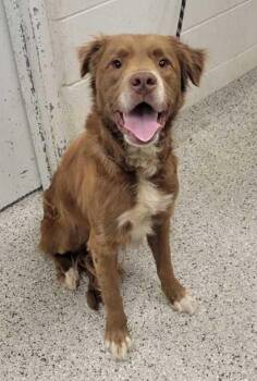 Fraggle Rock -  Mixed Breed Dog for Adoption in Kansas City, Missouri - Fraggle Rock | PetCurious