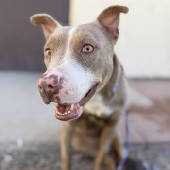Pit Bull Terrier and Mixed Breed Dogs Available for Adoption in Bullhead City, Arizona - Poppy | PetCurious
