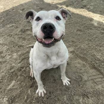 Rescue Pit Bull Terrier and Mixed Breed Dogs for Adoption in Thousand Palms, California - TINKER BELL | PetCurious