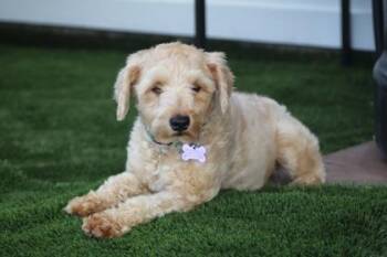 Schnauzer and Mixed Breed Dogs Available for Adoption in Fort Worth, Texas - Kanna | PetCurious