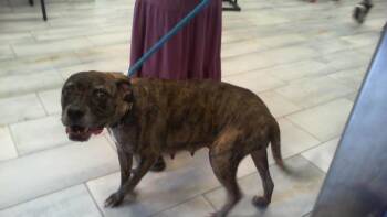 A1266199 -  Pit Bull Terrier and Mixed Breed Dog for Adoption in Charlotte, North Carolina - A1266199 | PetCurious