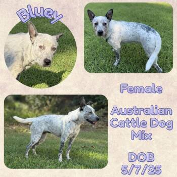 Rescue Australian Cattle Dog Blue Heeler Dogs for Adoption in Caldwell, Texas - Bluey | PetCurious