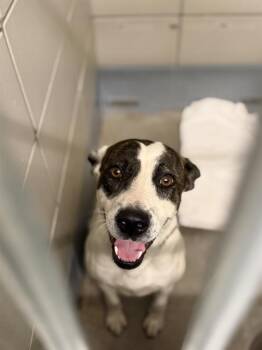 JANET -  Staffordshire Bull Terrier and Mixed Breed Dog for Adoption in Houston, Texas - JANET | PetCurious