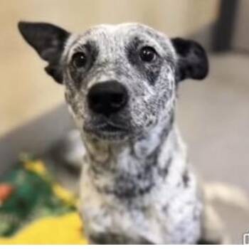 Sheila -  Cattle Dog Dog for Adoption in Larkfield-wikiup, California - Sheila | PetCurious