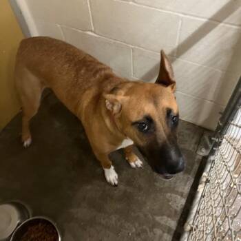 Rescue Black Mouth Cur Dogs for Adoption in Port Aransas, Texas - Lady | PetCurious