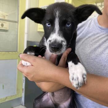 Rescue Mixed Breed Dogs for Adoption in Volcano, Hawaii - Blue | PetCurious