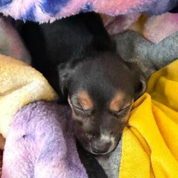 Gretl -  Mixed Breed and Beagle Dog for Adoption in Fredericksburg, Virginia - Gretl | PetCurious