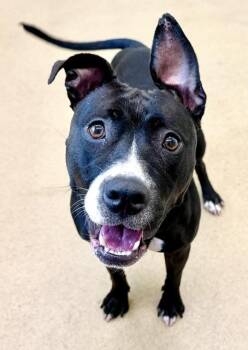 LEXI -  Pit Bull Terrier Dog for Adoption in Derwood, Maryland - LEXI | PetCurious