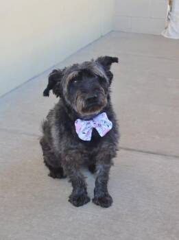 Binx -  Cairn Terrier Dog for Adoption in Mckinney, Texas - Binx | PetCurious