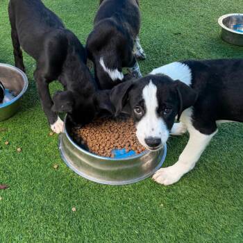 Falcon -  Labrador Retriever and Pointer Dog for Adoption in Lakewood Ranch, Florida - Falcon | PetCurious