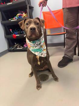 Hattie -  Terrier Dog for Adoption in Zanesville, Ohio - Hattie | PetCurious