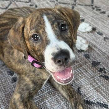 Rory Puzzle -  Boxer and Basenji Dog for Adoption in Andover, Massachusetts - Rory Puzzle | PetCurious