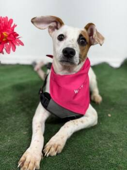 Orange-One of our Amazing Rescue Dogs -  Jack Russell Terrier and Labrador Retriever Dog for Adoption in Carlsbad, California - Orange-One Of Our Amazing Rescue Dogs | PetCurious