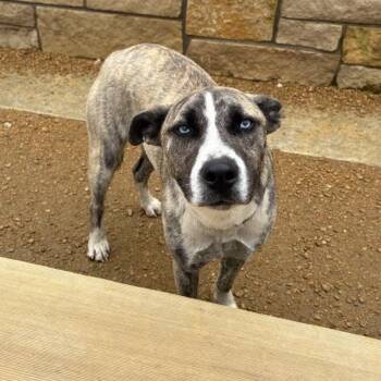 Mixed Breed Dogs Available for Adoption - Zeus | PetCurious