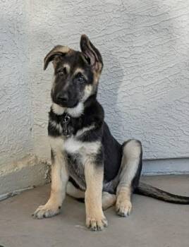 Felix -  German Shepherd Dog Dog for Adoption in Glendale, Arizona - Felix | PetCurious