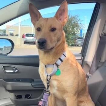Gunner -  Mixed Breed and None Dog for Adoption in Buffalo, Minnesota - Gunner | PetCurious