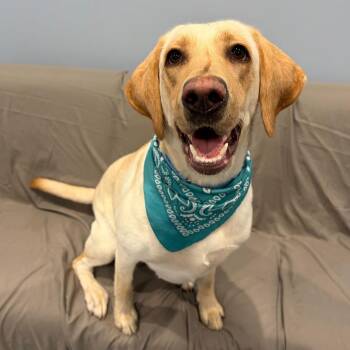Yellow Labrador Retriever and Labrador Retriever Dogs Available for Adoption in Canal Winchester, Ohio - Terra  | PetCurious
