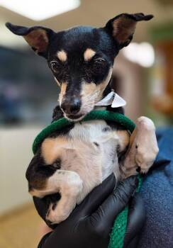 Terrier Dogs Available for Adoption in Sterling Heights, Michigan - Naan | PetCurious