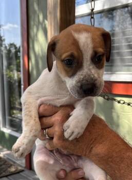 Autumn -  Australian Shepherd and Staffordshire Bull Terrier Dog for Adoption in New Braunfels, Texas - Autumn | PetCurious