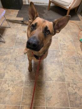 Shepherd and Mixed Breed Dogs Available for Adoption - Maxwell | PetCurious