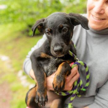Doberman Pinscher and Australian Cattle Dog Blue Heeler Dogs Available for Adoption in Chester Springs, Pennsylvania - Kelly | PetCurious