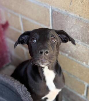 Chill Shmaloogle -  Cattle Dog and Labrador Retriever Dog for Adoption in Fort Lupton, Colorado - Chill Shmaloogle | PetCurious