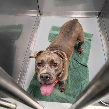 Mixed Breed Dogs Available for Adoption in Davenport, Iowa - Noodle McDoodle | PetCurious