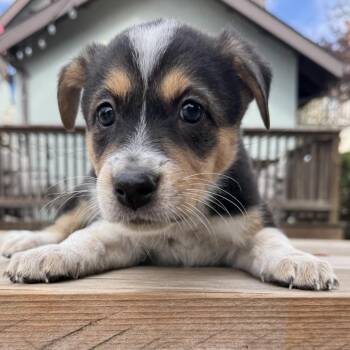 POP-TART -  Retriever and Mixed Breed Dog for Adoption in Richmond, California - POP-TART | PetCurious
